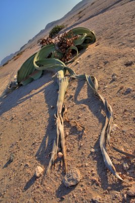 Welwitschia, Namib Naukluft