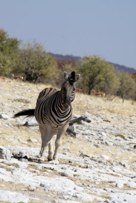 Zebra, Etosha