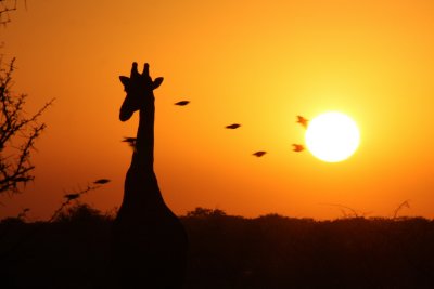Girafe, Etosha (Namibia)
