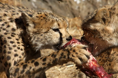 Cheetahs, Windhoek (Namibia) (2nd)