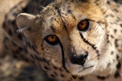 Cheetah, Windhoek (Namibia)