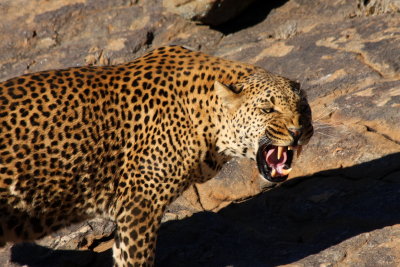 Leopard, Windhoek (Namibia)