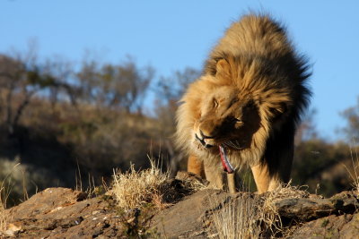 Lion, Windhoek