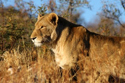 Lioness, Windhoek