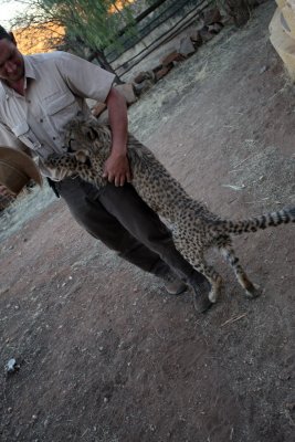 Baby Cheetah, Windhoek