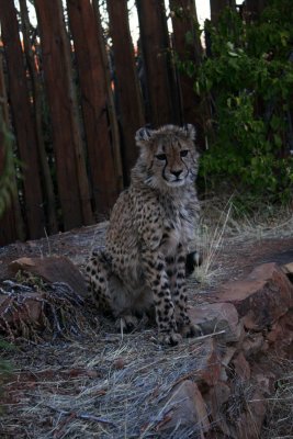Baby Cheetah, Windhoek