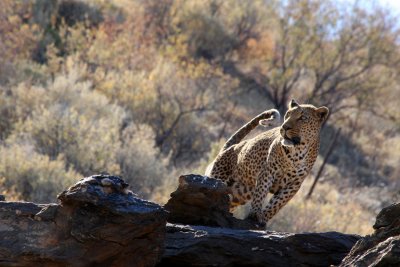 Leopard, Windhoek