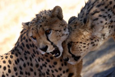Cheetahs, Windhoek