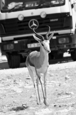 Springbok, Etosha (Namibia)