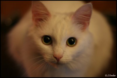 Alysoncat.jpg