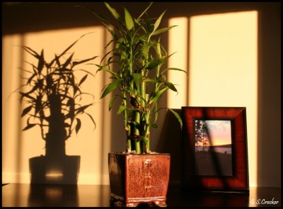 Bamboo.jpg