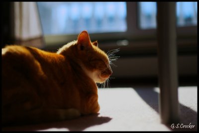 Catfinal.jpg