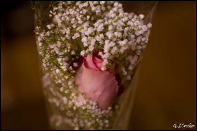 Flower.jpg