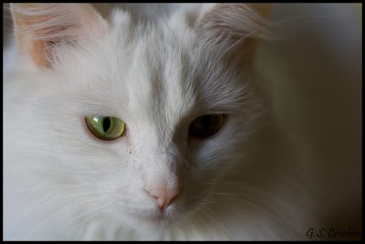 booboo.jpg