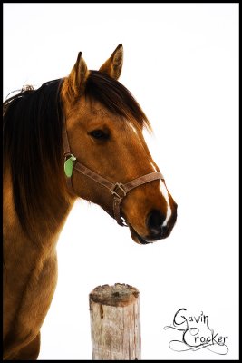 Philthehorse.jpg