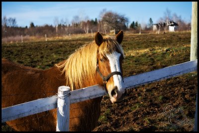 horserandom.jpg