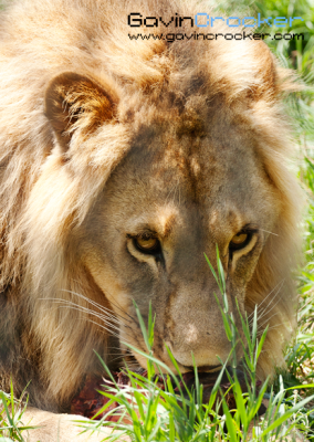 lionfeed.png