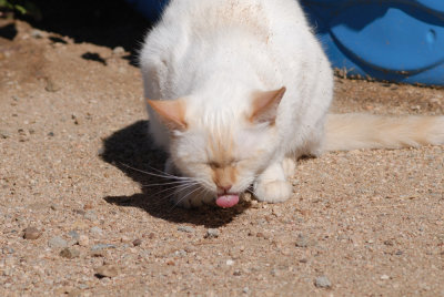 eating ants W.jpg