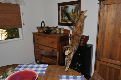 flying squirrel W.jpg