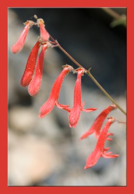 Lundy Canyon Flowers