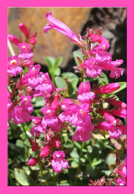 Lundy Canyon Flowers