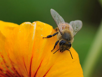 Bee cropped pb.jpg