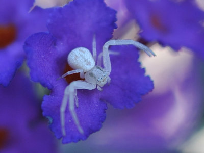 Spider cropped pb.jpg