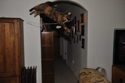 Have String Will Travel.jpg
