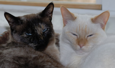 Sisters.Best Buddies.jpg