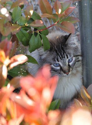 Cats