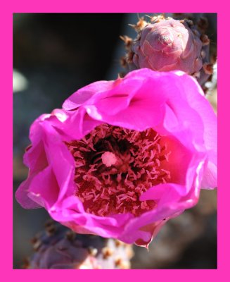 Beavertail Cactus