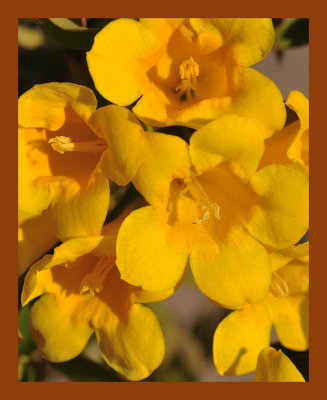 Carolina Jessamine