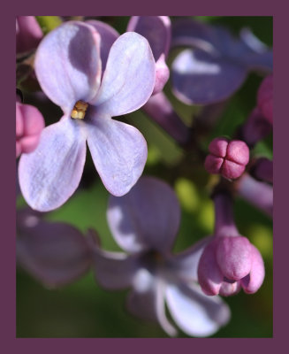 Common Purple Lilac