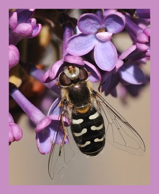 Hover Fly