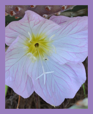 Mexican Evening Primrose