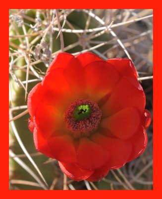 Mojave Mound