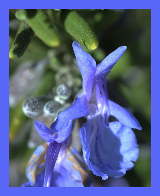 Tuscan Blue Rosemary