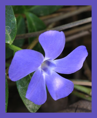 Vinca