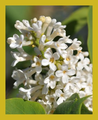 White Lilac
