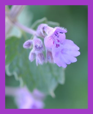 Catmint