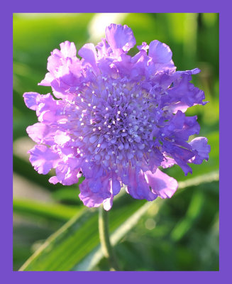 Scabiosa