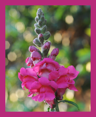 Snapdragon