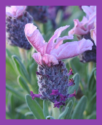 Spanish Lavender
