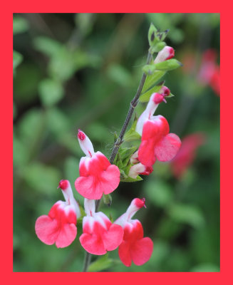 Salvia