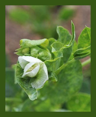 Snow Pea