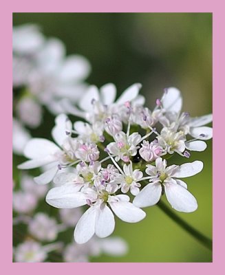 Cilantro
