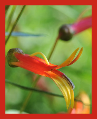 Lobelia