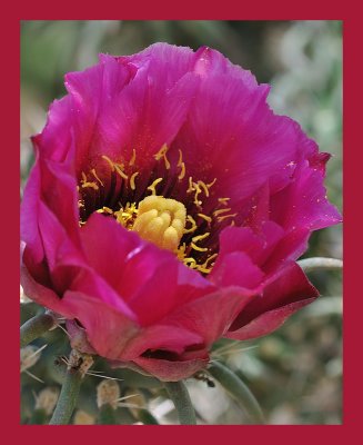 Magenta Cactus