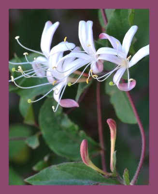 Halls Honeysuckle