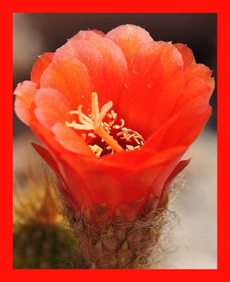 Orange Columnar Cactus
